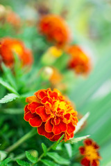 marigold