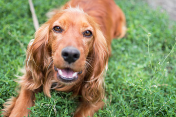 Brown dog in the grass