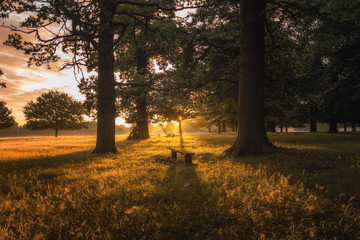 A seat in the woods