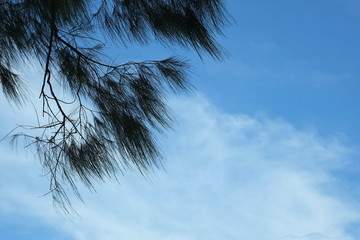 Obraz premium Pine leaves,wind and bright sky on a beach holiday
