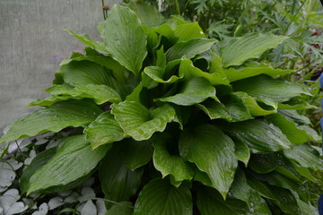 Green grass after rain