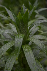 Green grass after rain
