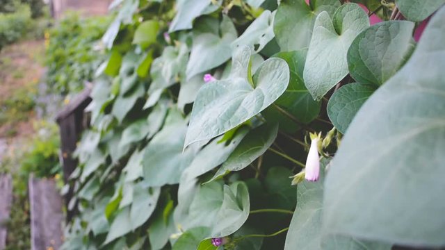 Plant loach country house