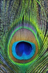 Obraz premium A feather from the tail of a peacock green with blue 