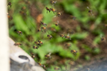 Bees at his hive.