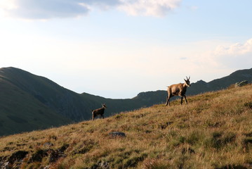 Chamois on the Hill