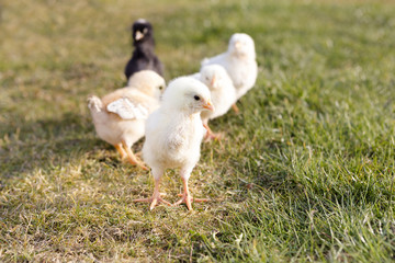 Newborn chicken on a meadow