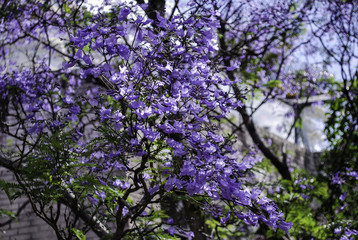 Jacaranda tree in peak bloom, Sydney suburb