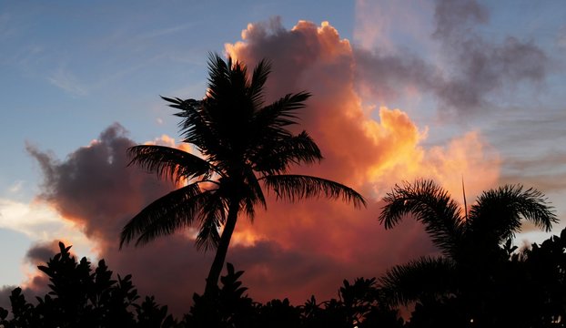 Silhouette of a coconut tree against the backdrop of beautiful clouds at sunset in a tropical island 