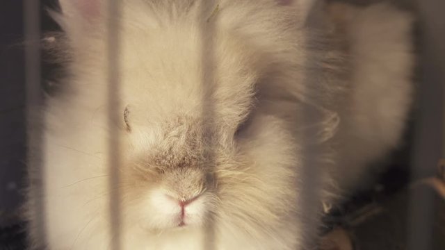 Domestic Bunny Fast Breath