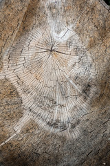 Fototapeta premium Baumscheibe