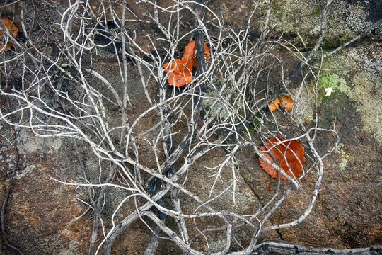 In Air Pollution And Fires In Tundra Crowberry Died