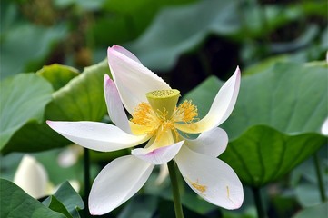Botanischer Garten Meran