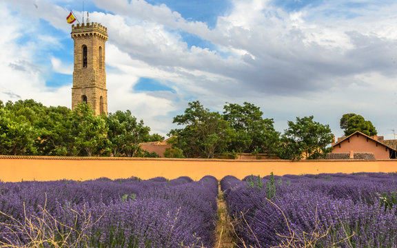 Lavender plantation on the farm