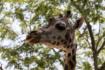 giraffe portrait over green leafs