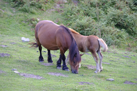 Caballos en la monta&ntilde;a