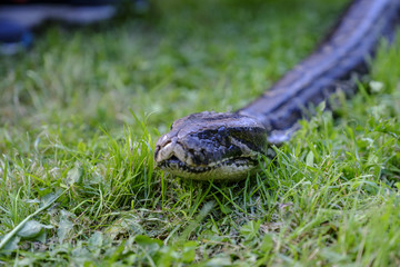 Serpiente pitón