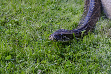 Serpiente pitón