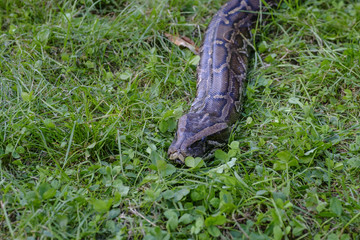 Serpiente pitón