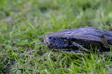 Serpiente pitón