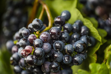 blue grapes close up 