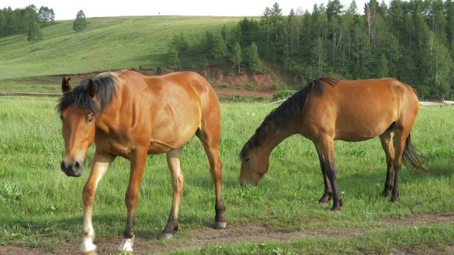 Domestic horses graze in a meadow.