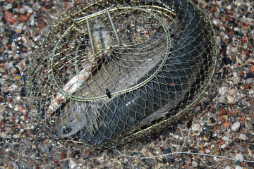 Fische im Setzkescher, Reuse 