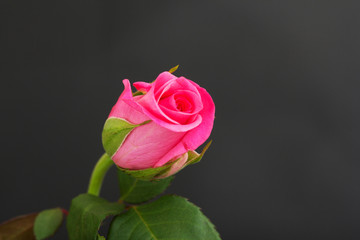 Fototapeta na wymiar Delicate beautiful rose on a plain background