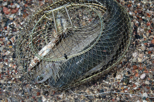 Fototapeta Fische im Setzkescher, Reuse 