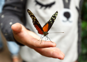 Butterfly on Child's hand
