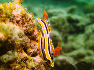 Schnecke unter Wasser