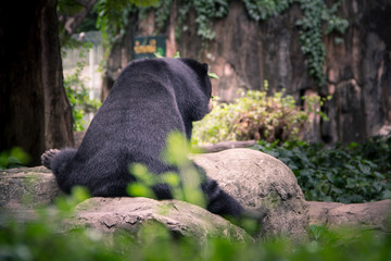 Black bear in the garden. 