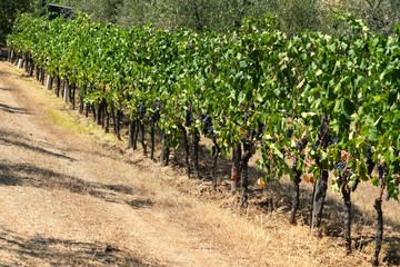 Fototapeta na wymiar rows of vineyards in tuscany. summer season. Italy.