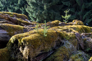 New live from molding trees