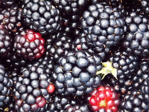 blackberries macro detail