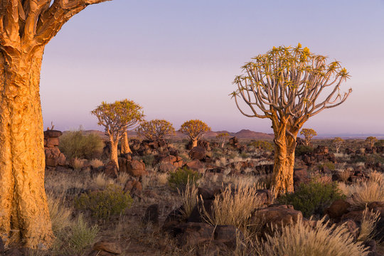 Quiver Tree at Giants Playground, Ketmanshoop, Namibia.