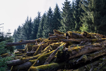 New live from molding trees