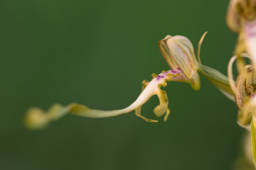 lizard orchid, himantoglossum hircinum
