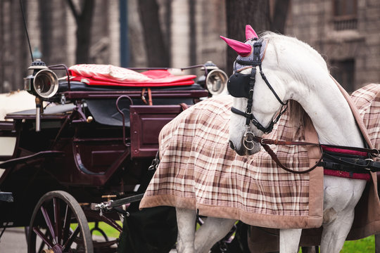white beautiful decorated horses at the city street with coachman