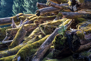 New live from molding trees