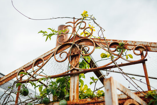 Rusty Greenhouse Frame with Green Vines