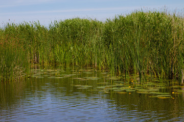 reeds and lilly pads