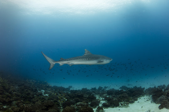 A  big tiger shark swimming up on the reef