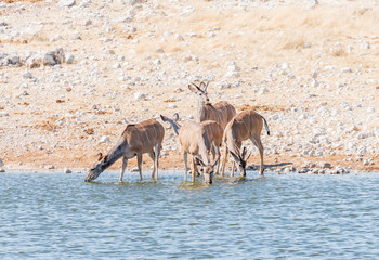 Greater kudu cows and young bulls drinking water