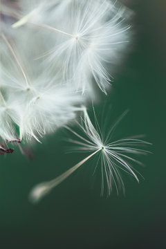 Fototapeta Extreme close-up of dandelion seed flying away from the plant