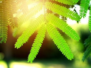 tree leaves highlighted by sun, closeup, toned