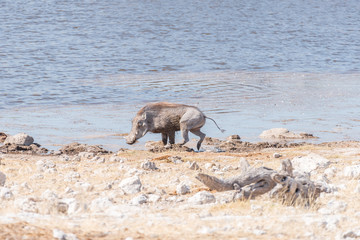 A warthog, Phacochoerus africanus, at a waterhole