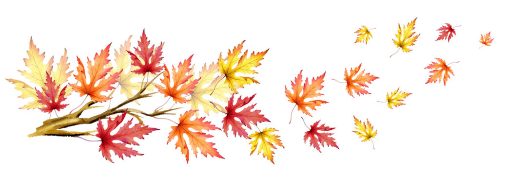 Branch with colorful maple leaves. Autumn wind. Hand-drawn watercolor illustration