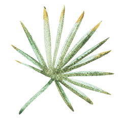 Watercolor isolated illustration of tropical leaves composition on a white background.