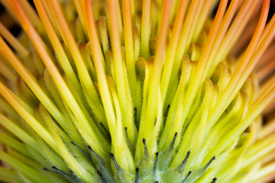 Pincushion Protea Flower, macro